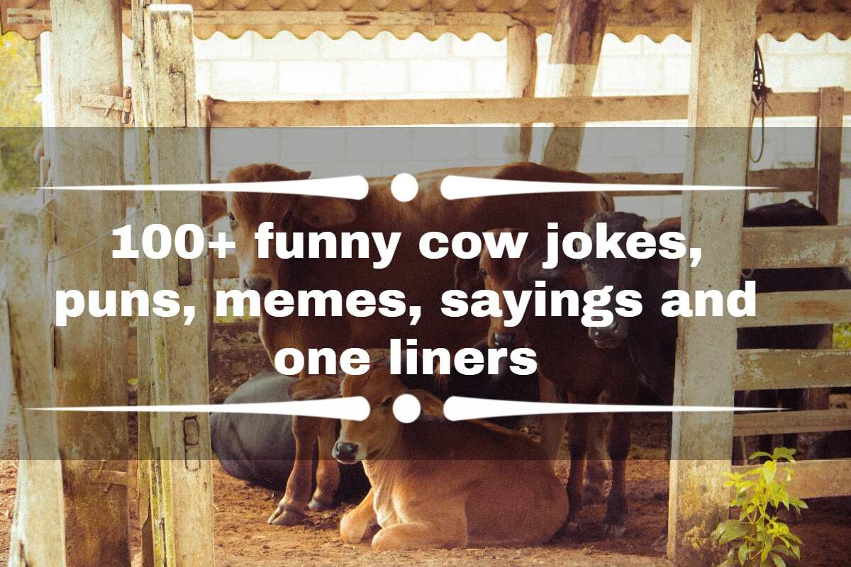 100+ funny cow jokes, puns, memes, sayings and one-liners 