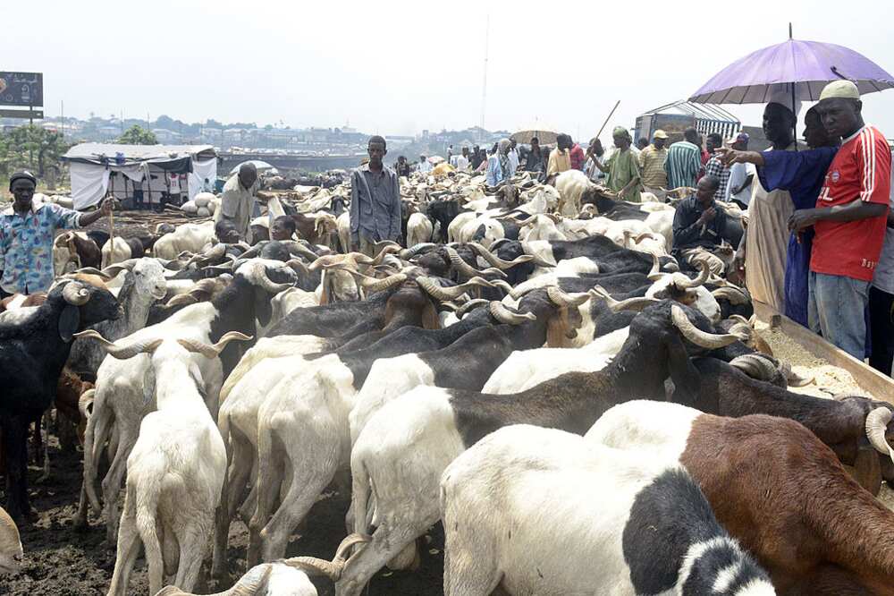 Beef Boycott Flops In Lagos, Ogun, Oyo, Others states of Nigeria