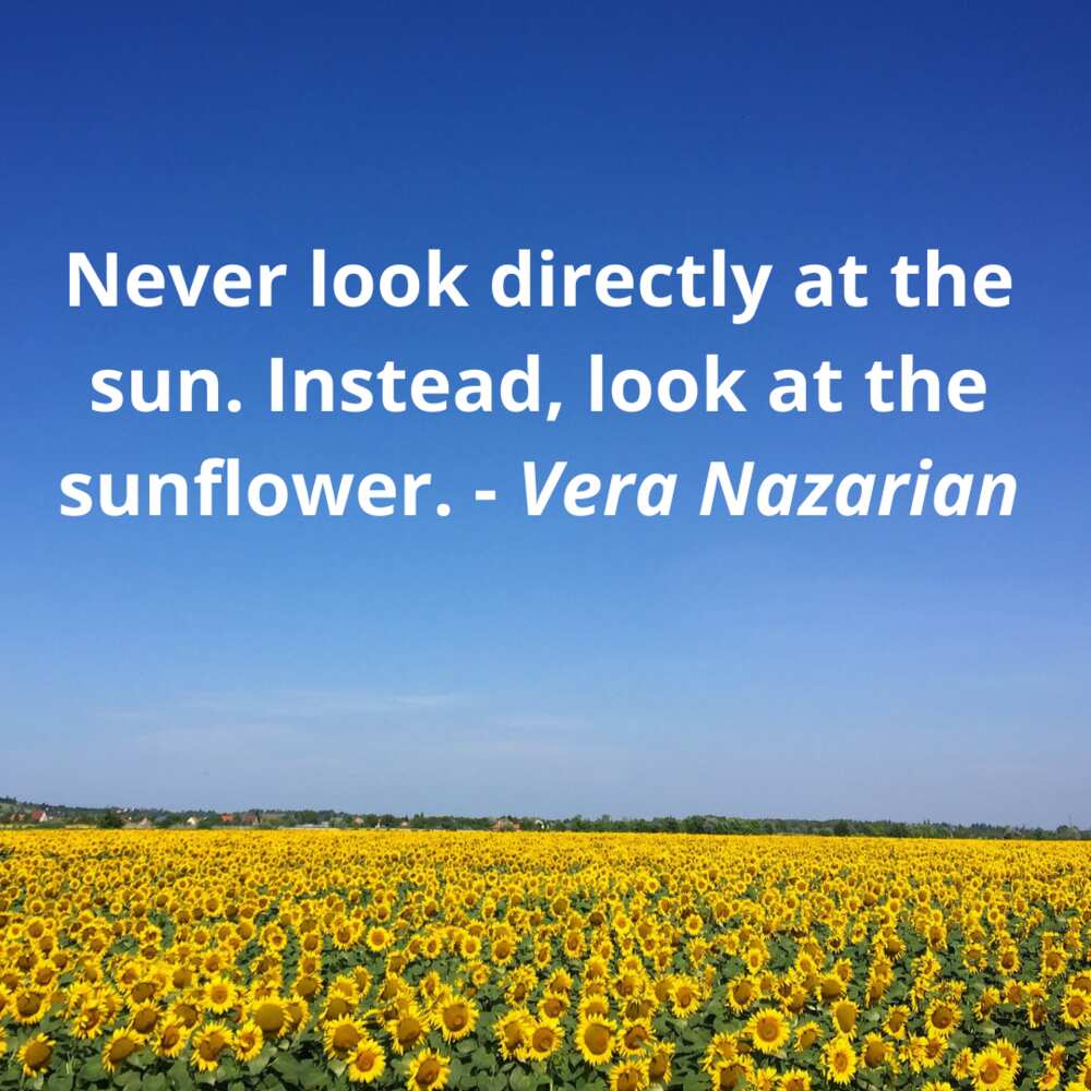 Sunflower quotes