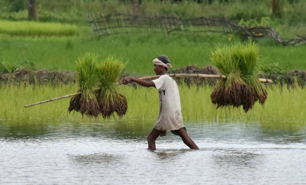The decision by India comes as rice prices were already soaring owing to a range of issues including the pandemic, the Ukraine war and the El Nino weather phenomenon