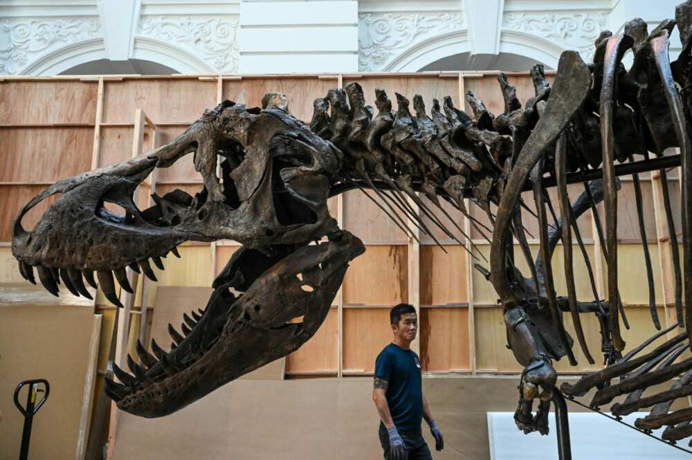 Shen, which stands 4.6 metres tall and 12 metres long, is thought to be male