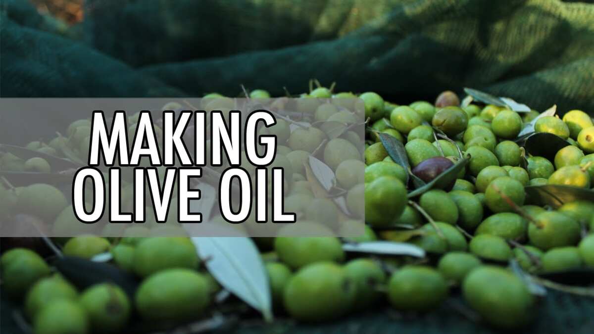 How to make olive oil at home Legit.ng