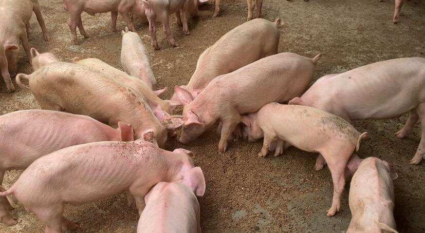 Farmpowernigeria Is Creating Investment Opportunities in the Pig Farming Business