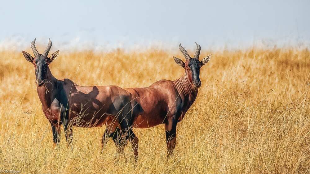 What is the rarest animal in Africa?