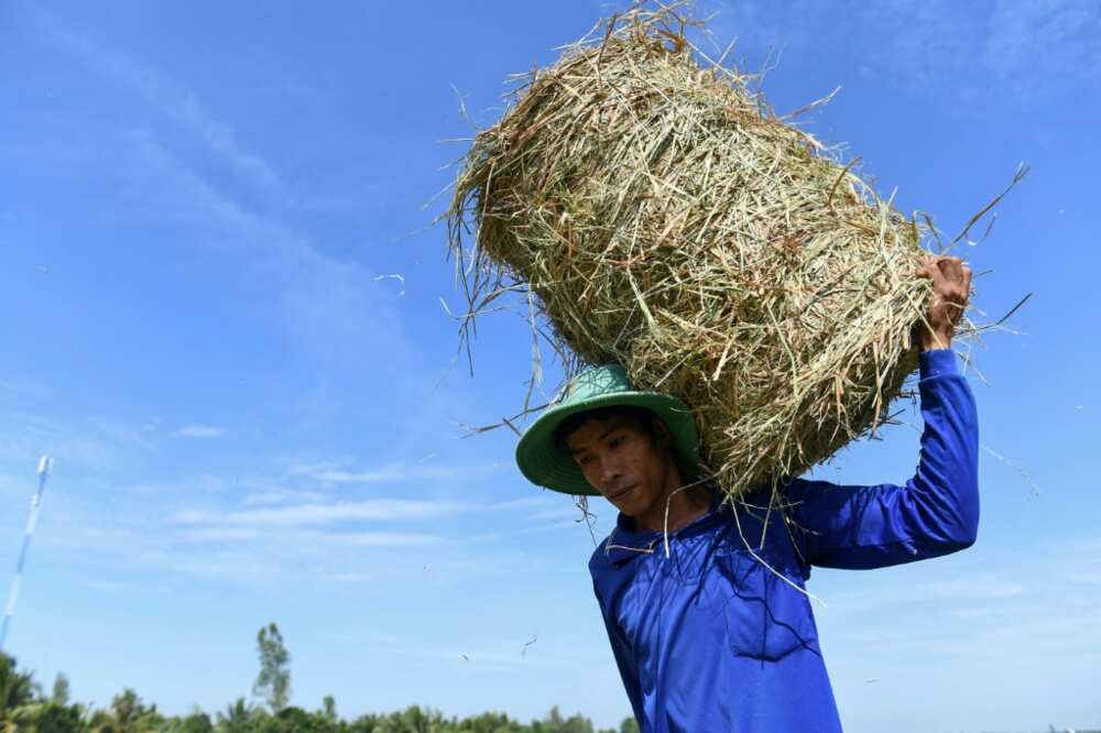 High levels of methane are generated by bacteria that grow in rice paddies and thrive if leftover straw rots in the fields after harvest