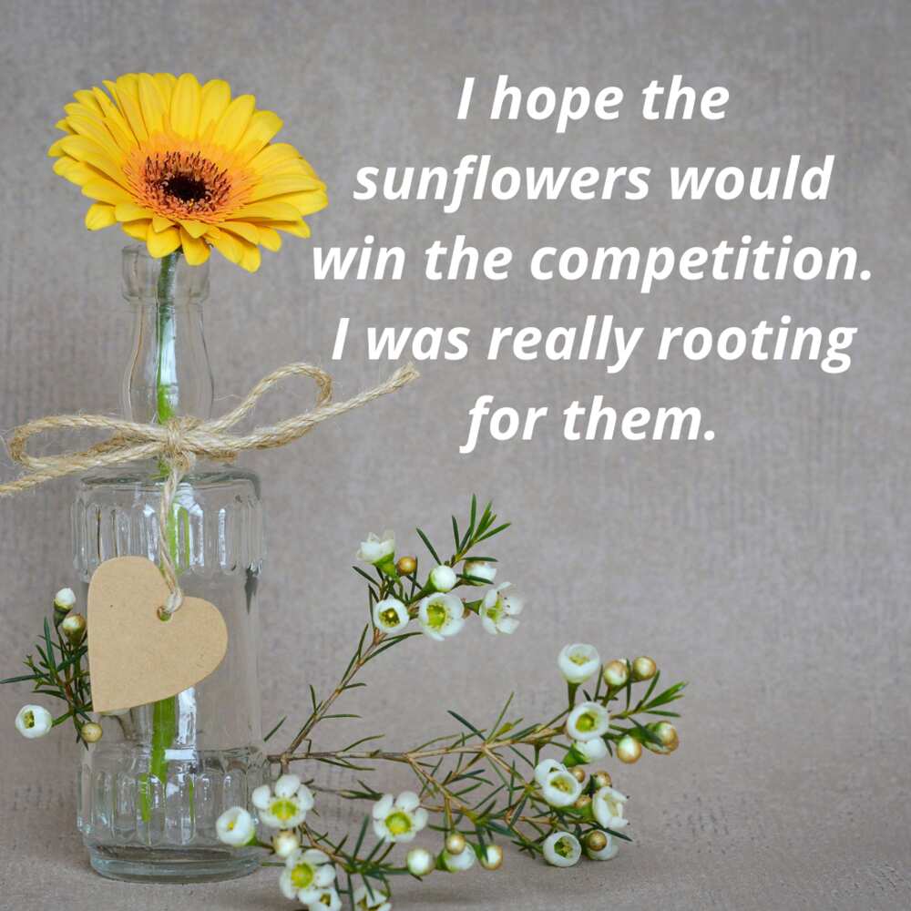 Sunflower puns