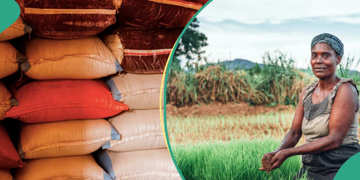 Why the price of 50kg bag of rice has risen to N77,000 in Nigeria