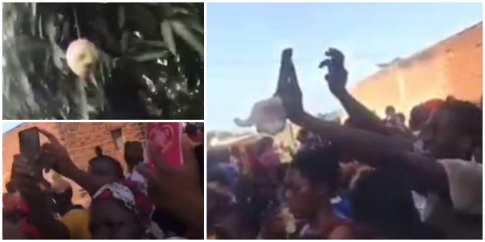 Découverte étonnante au Nigeria / Une mangue avec un visage humain-VIDEO