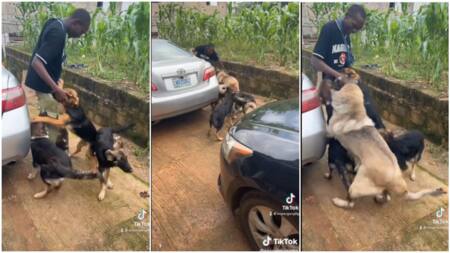 Sweet moment dogs were happy to see young man return from NYSC orientation camp, video stirs reactions