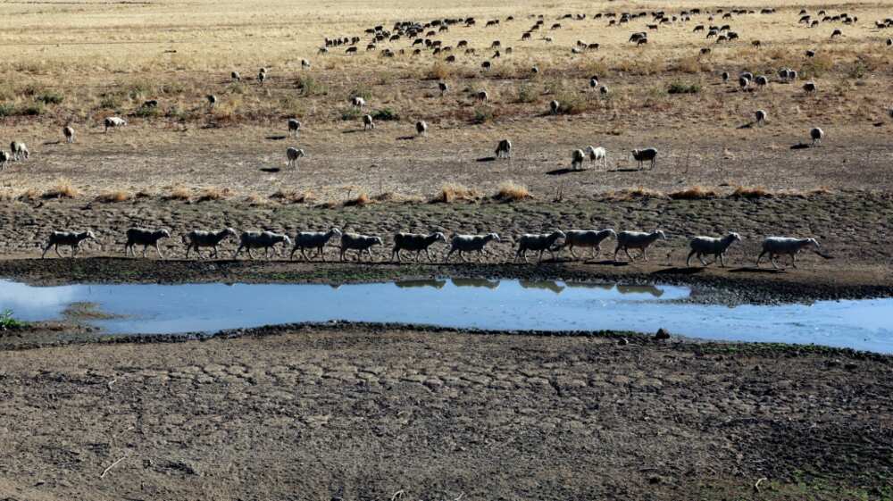 In Spain, part of the Guadiana river dried up during the heatwave and drought