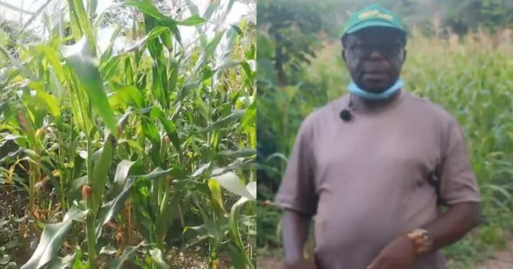 US professor relocates to Ghana to be maize farmer after 30 years abroad