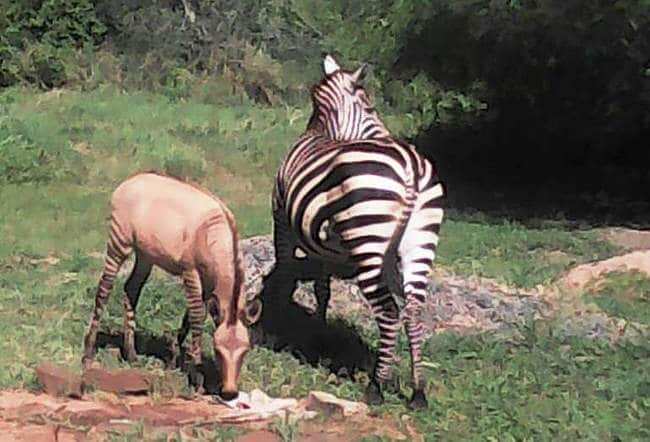 Zonkey: Zebra births rare animal after breeding with donkey at Chyulu Hill National Park
