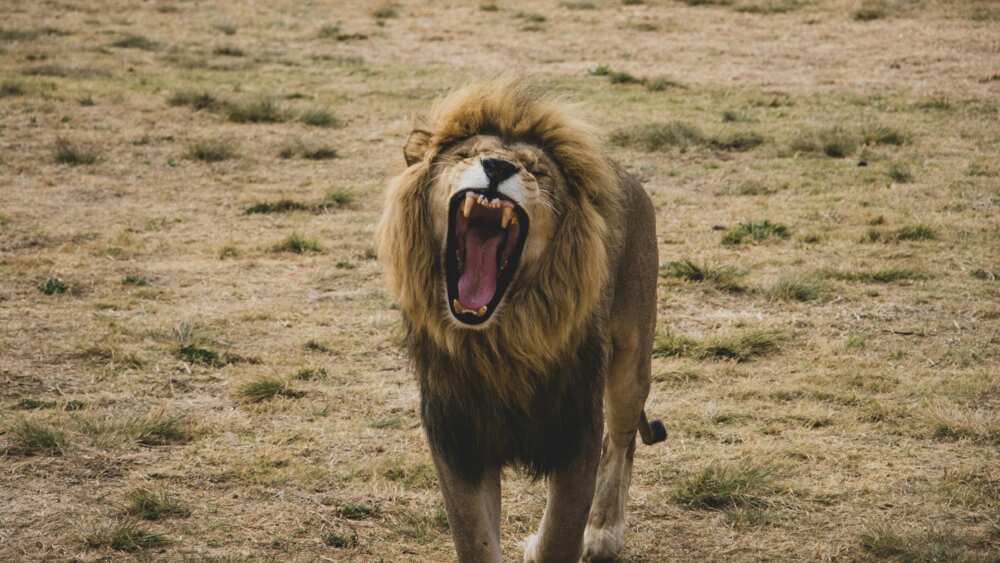 A lion roaring in the wild