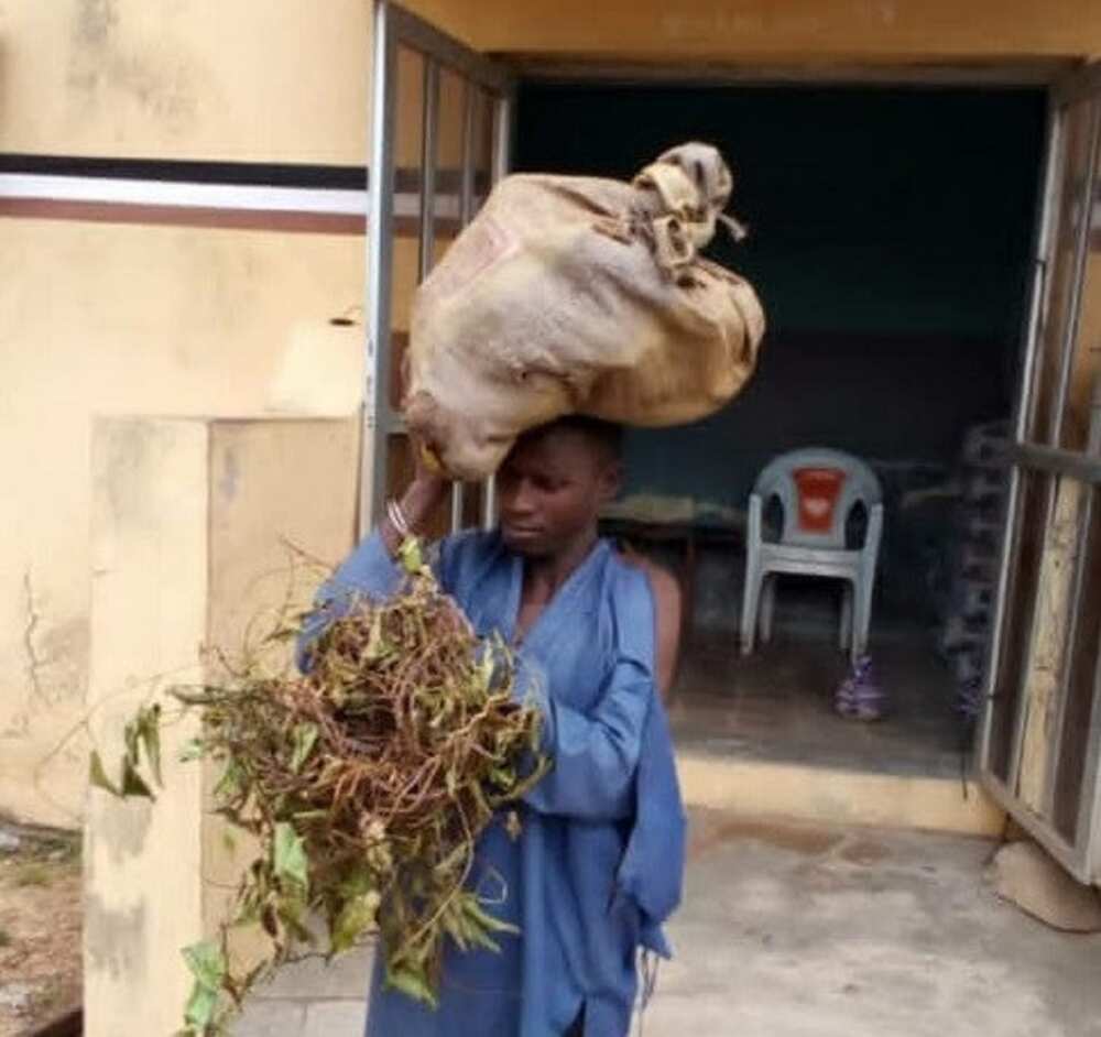 Kotu Ta Yanke Wa Mutumin Da Aka Kama Yana Satar Doya Hukuncin Ɗauri a Gidan Yari Kotu Ta Yanke Wa Mutumin Da Aka Kama Yana Satar Doya Hukuncin Ɗauri a Gidan Yari
