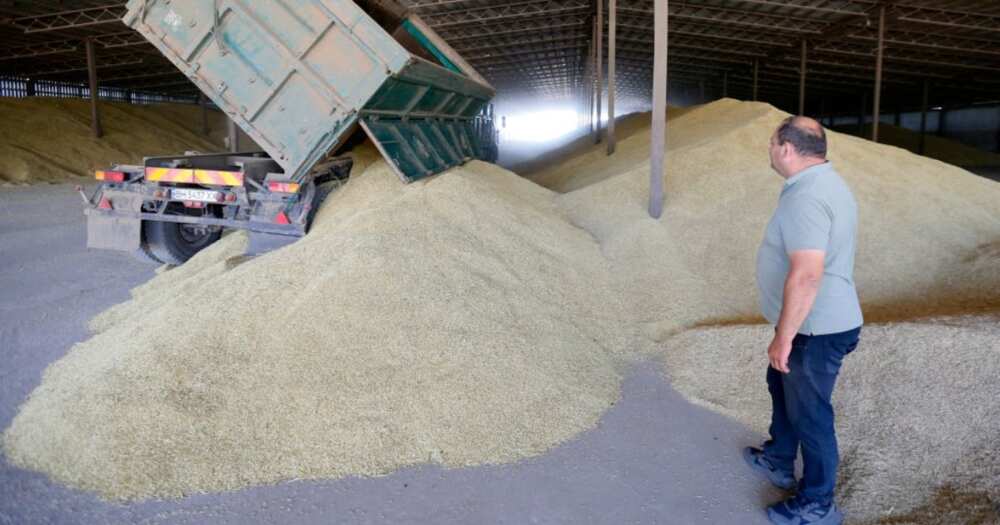 Ukraine grain unloads from truck after harvest to a grain storage in Odesa region
