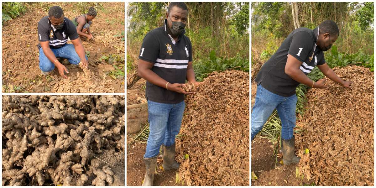 Handsome actor shows off his farm produce, many say he makes them want to  go into farming ▷ Legit.ng