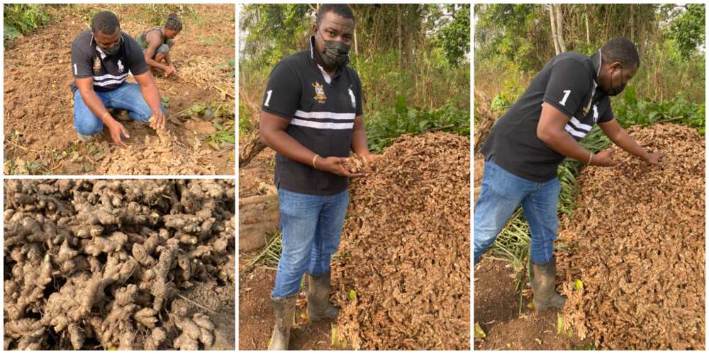 Handsome Nigerian actor shows off his farm produce, many say he makes them want to go into farming