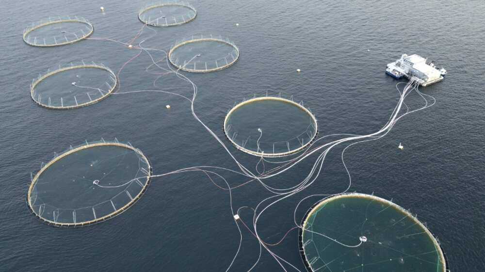 Big fish farms are under pressure to address the problem of dying salmon