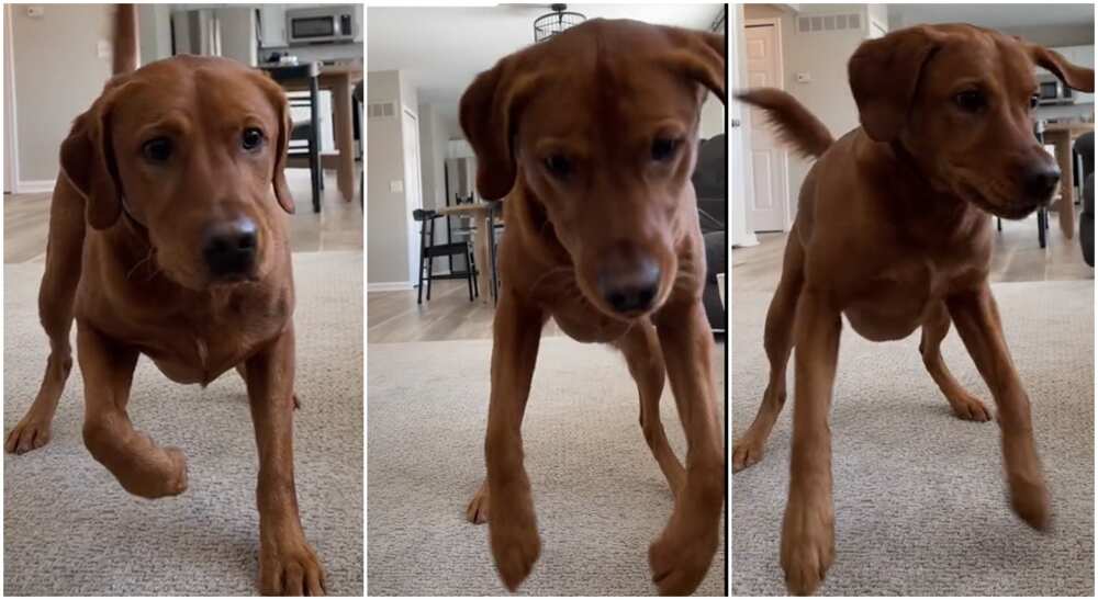 Photos of a dog dancing.