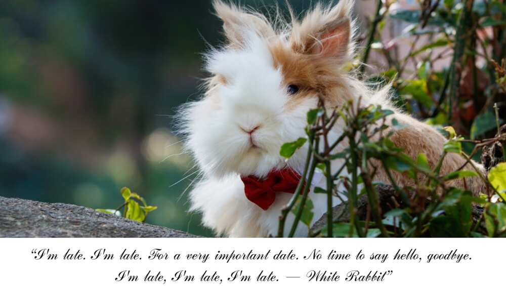White Rabbit Alice in Wonderland quotes
