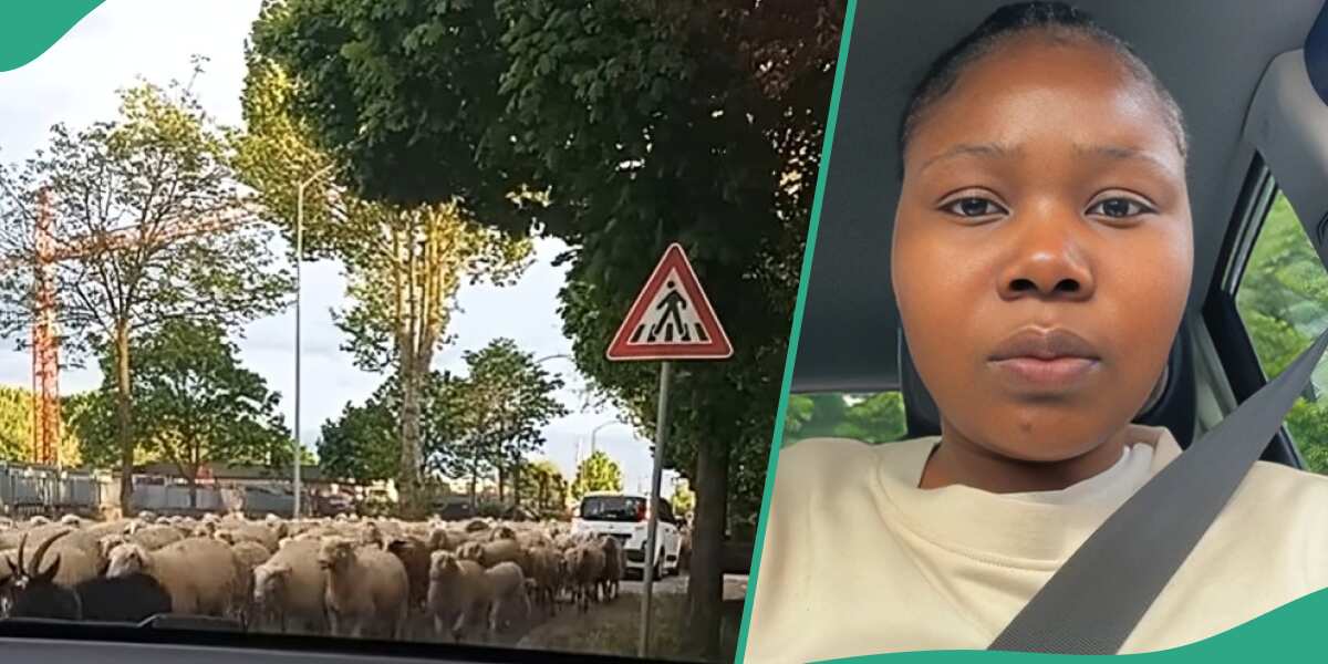 Nigerian Lady Finds Shepherd Tendering to Animals on the Street of Europe, Waits on Her Car