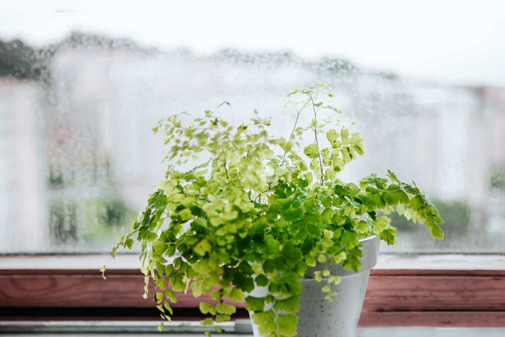 indoor plants that don't need sun