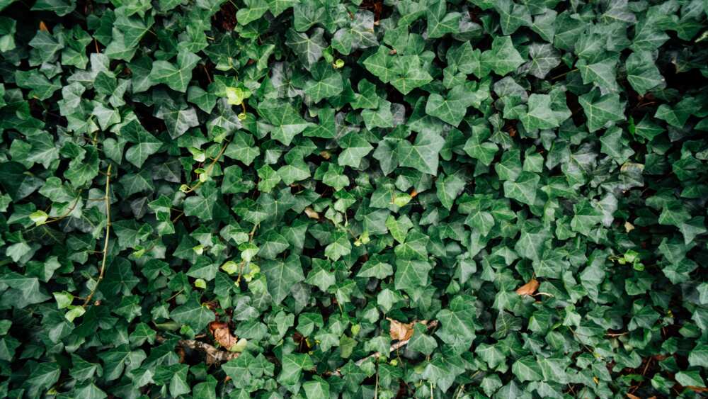 How to get rid of ivy