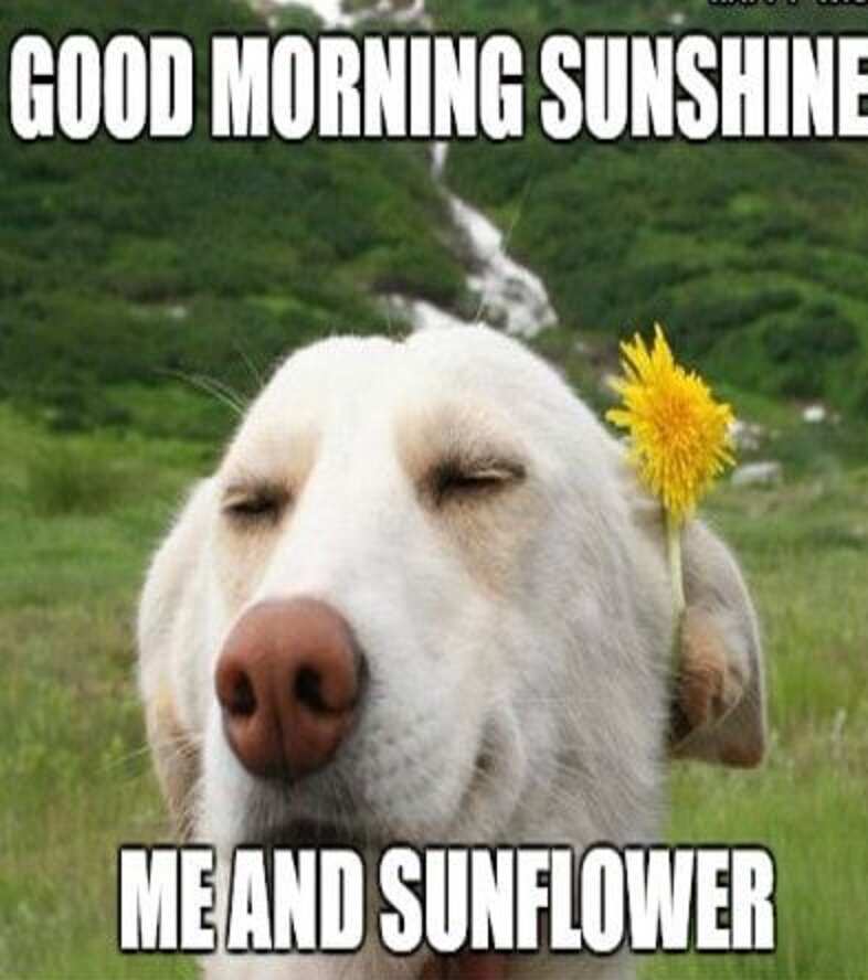 funny good morning sunshine meme