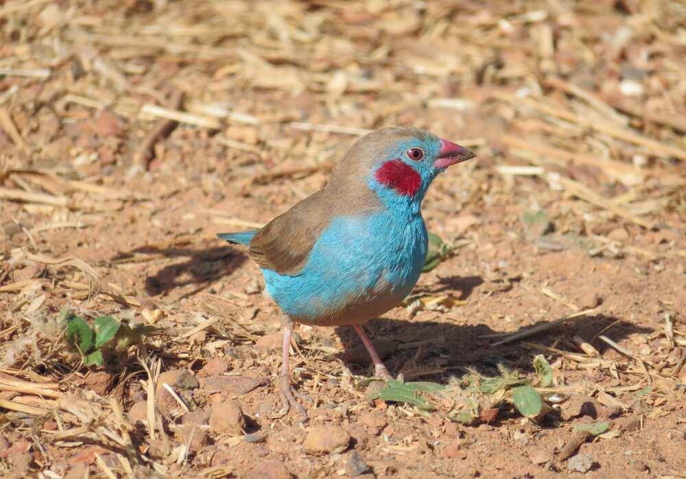 Red-cheeked cordon-bleu