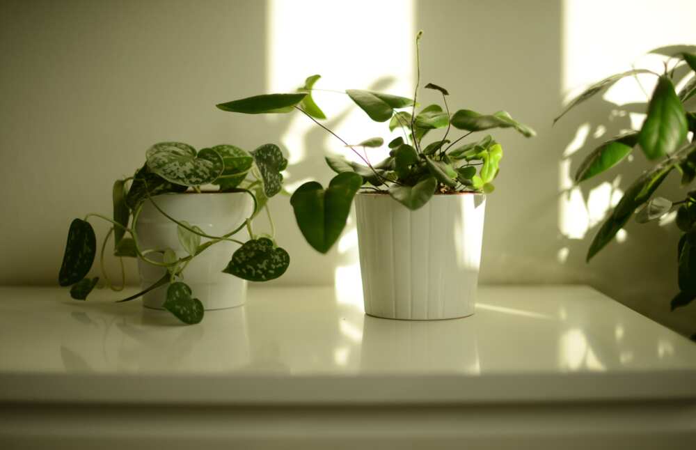 small plants that don't need sun small plants that don't need sun