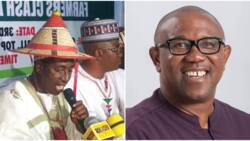 2023: Miyetti Allah rejects Peter Obi's candidacy, gives strong reason