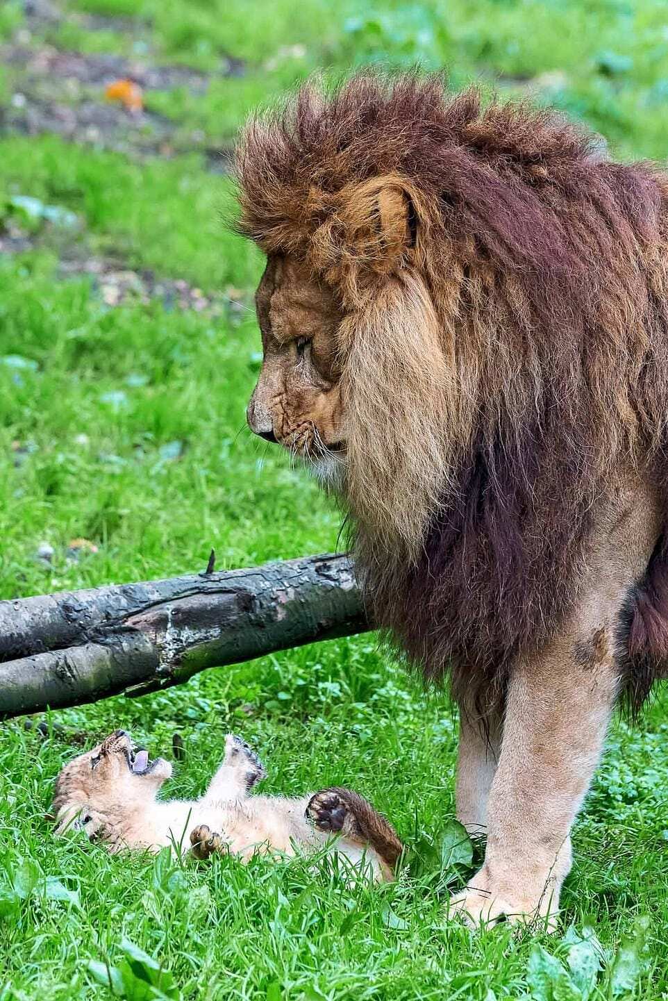 lion cubs with father and mother