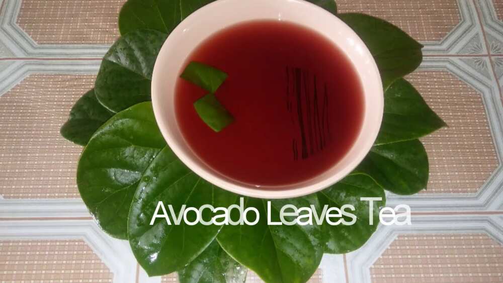 Avocado Leaves Tea
