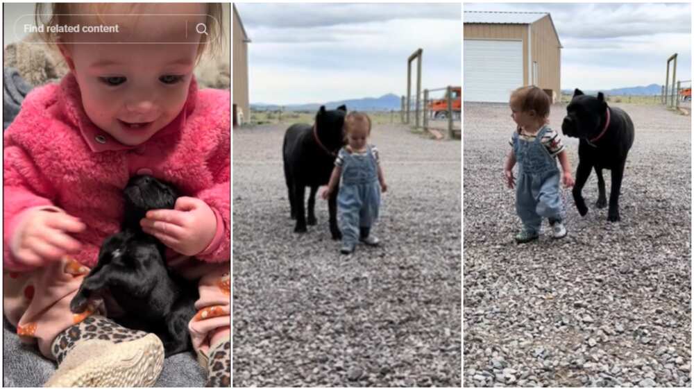 Big Cane Carso dog/Pet and baby.