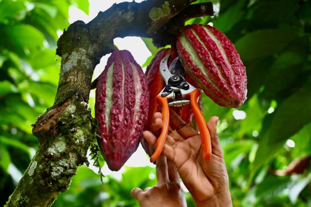 Cocoa prices skyrocketed in March after a poor harvest in West Africa, and remain at record-highs since partially sliding back
