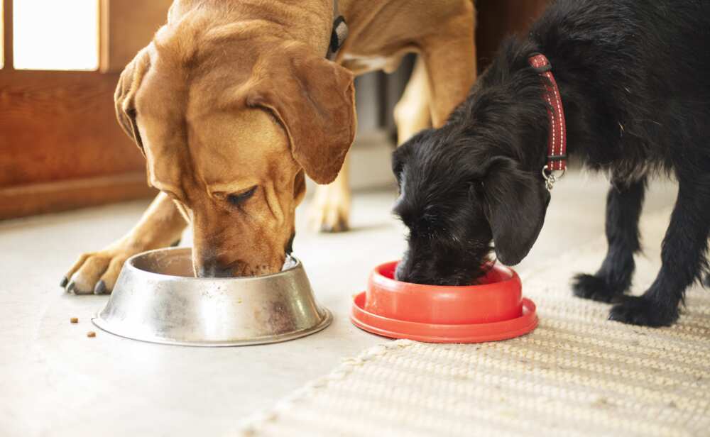 Deux chiens se régalent en mangeant ensemble de leurs cuvettes de nourriture.