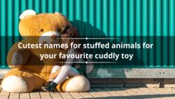 600+ cutest names for stuffed animals for your favourite cuddly toy