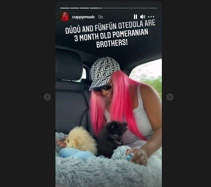 Dye Them Pink: Reactions as DJ Cuppy Shows Off Her New Dogs, Dudu and Funfun Otedola