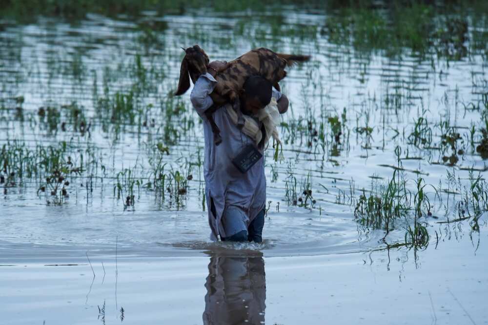 A farmer carries his goat through a flooded part of Nawabshah district in Sindh province
