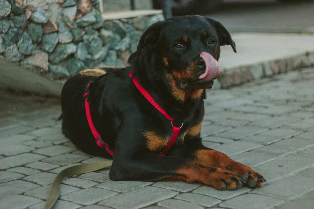 A black rust rottweiler showing tongue lying on a concrete pathway.