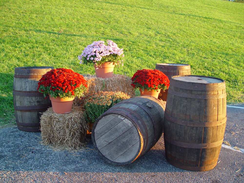 Barrels and flowers