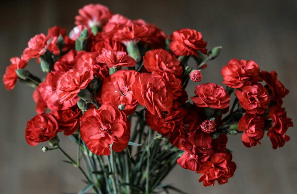 A bunch of red petaled carnation flowers
