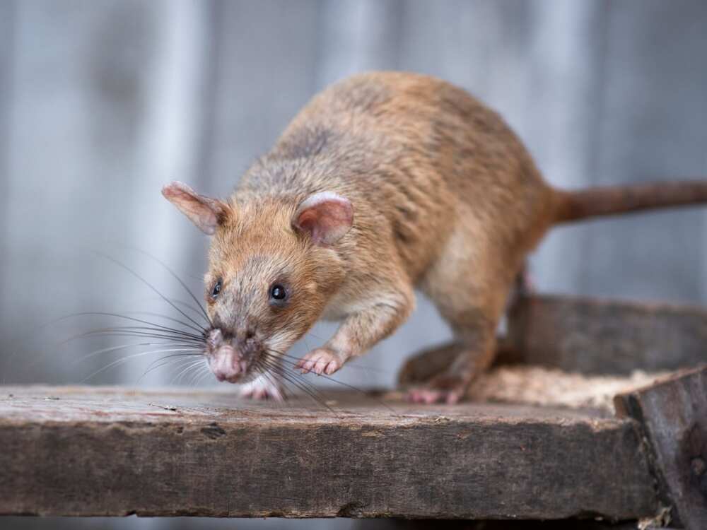 Rat awarded miniature gold medal for lifesaving bravery