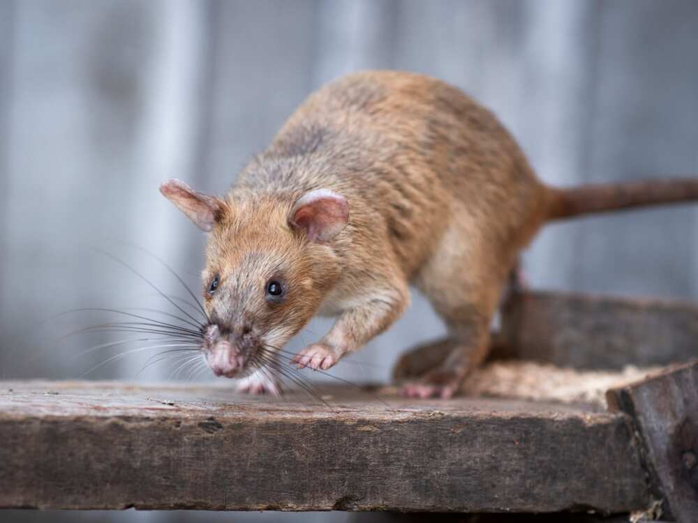 Rat awarded miniature gold medal for lifesaving bravery Rat awarded miniature gold medal for lifesaving bravery