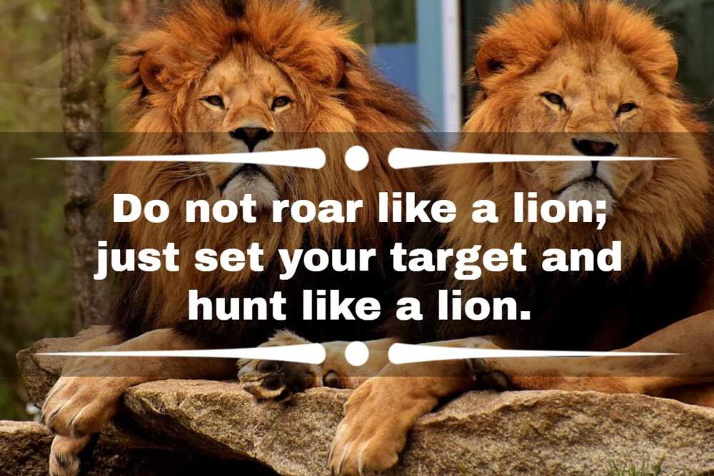 powerful strong lion quotes