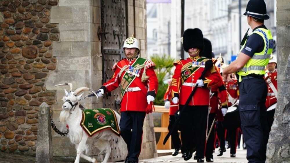 Lance Corporal Shenkin IV/regimental mascot goat/3rd Battalion of the Royal Welsh regiment/Proclamation Ceremony/King Charles III