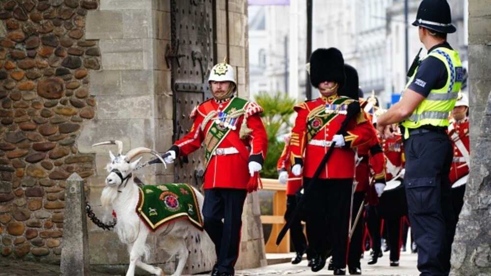 Lance Corporal Shenkin IV/regimental mascot goat/3rd Battalion of the Royal Welsh regiment/Proclamation Ceremony/King Charles III Lance Corporal Shenkin IV/regimental mascot goat/3rd Battalion of the Royal Welsh regiment/Proclamation Ceremony/King Charles III