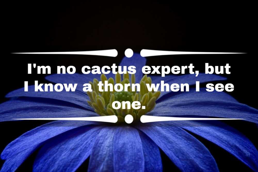 funny plant quotes funny plant quotes