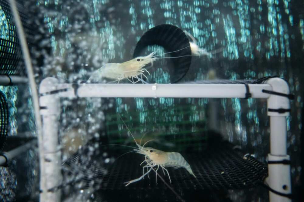 Giant river prawns need constant hot water, which is provided by the nearby geothermal power plant in Tsuchiyu Onsen Giant river prawns need constant hot water, which is provided by the nearby geothermal power plant in Tsuchiyu Onsen