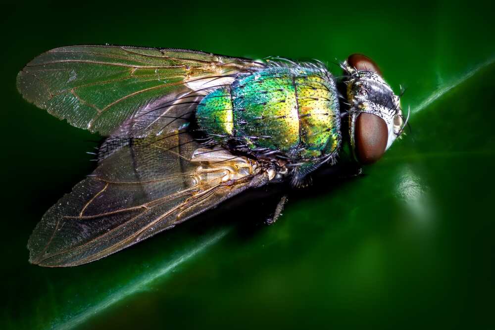 Voici comment fabriquer un piège à mouche maison efficace